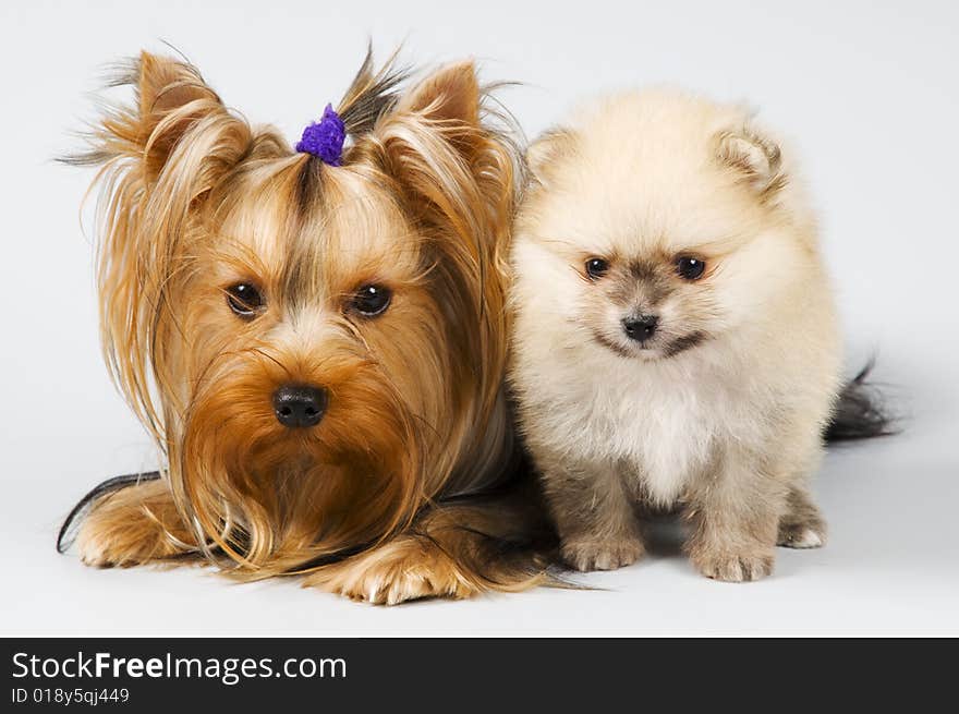 Spitz and terrier in studio