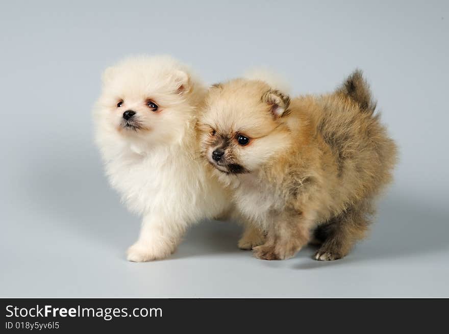 Two puppies of the spitz-dog in studio on a neutral background