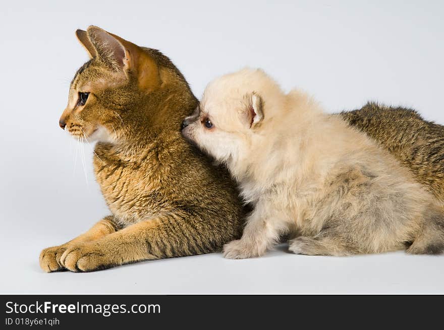 The puppy of the spitz-dog with a cat. The puppy of the spitz-dog with a cat