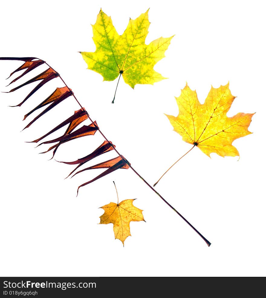 Yellow leaf on a white background