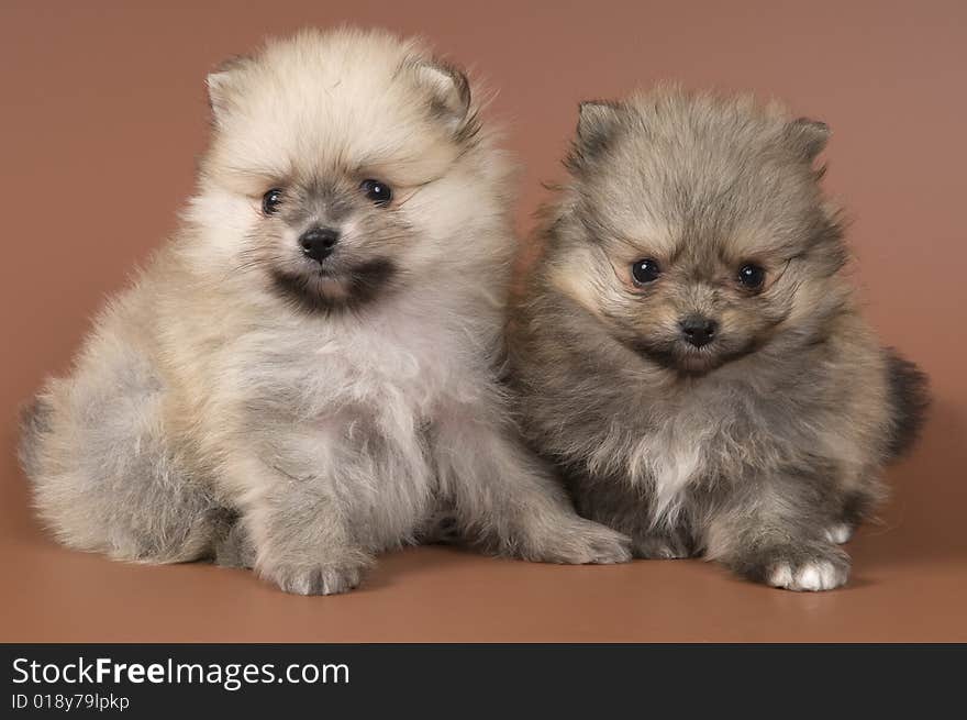 Two puppies of the spitz-dog in studio on a neutral background