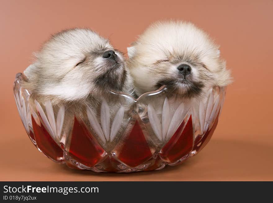 Two puppies of the spitz-dog in studio on a neutral background