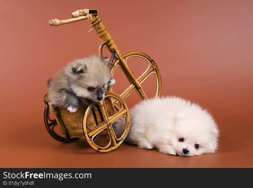 Two puppies of the spitz-dog in studio on a neutral background