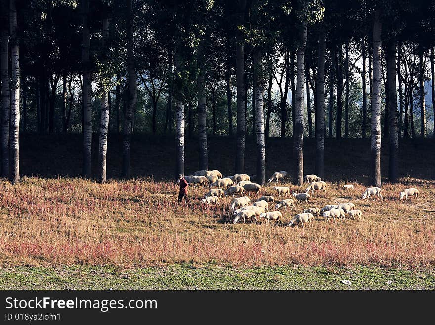 Shepherd the flock to the riverside. Shepherd the flock to the riverside