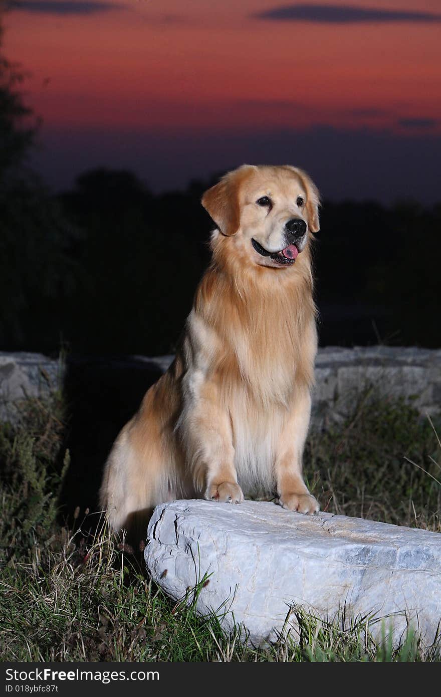 A golden retriever dog in dusk