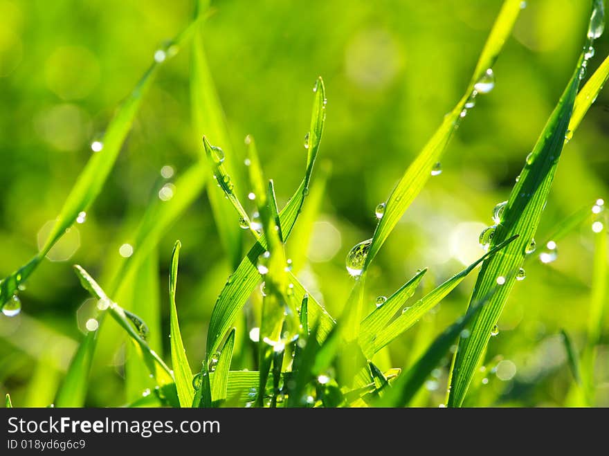 Dew drop on a blade of grass. Dew drop on a blade of grass