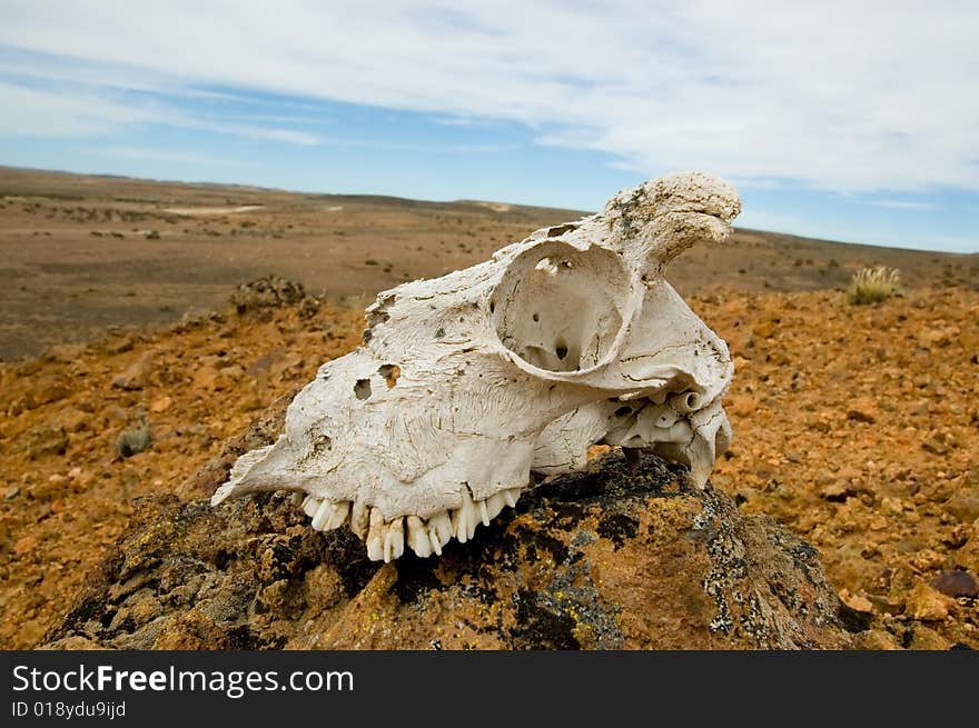 Skull in a desert