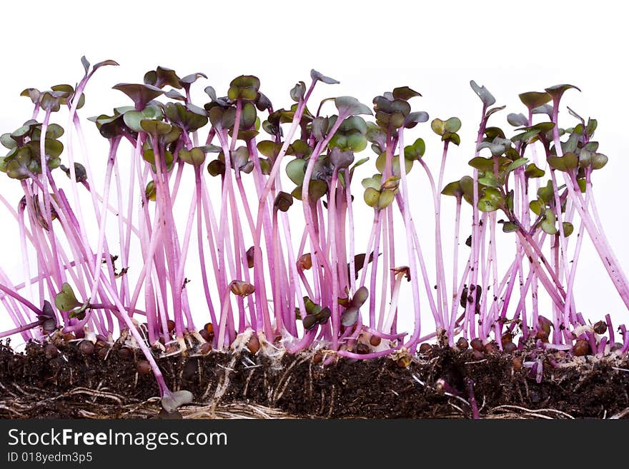 Closeup of a row of red cabbage sprouts