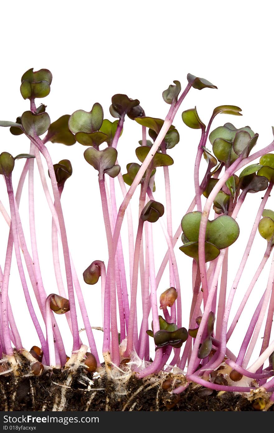 Closeup of a row of red cabbage sprouts