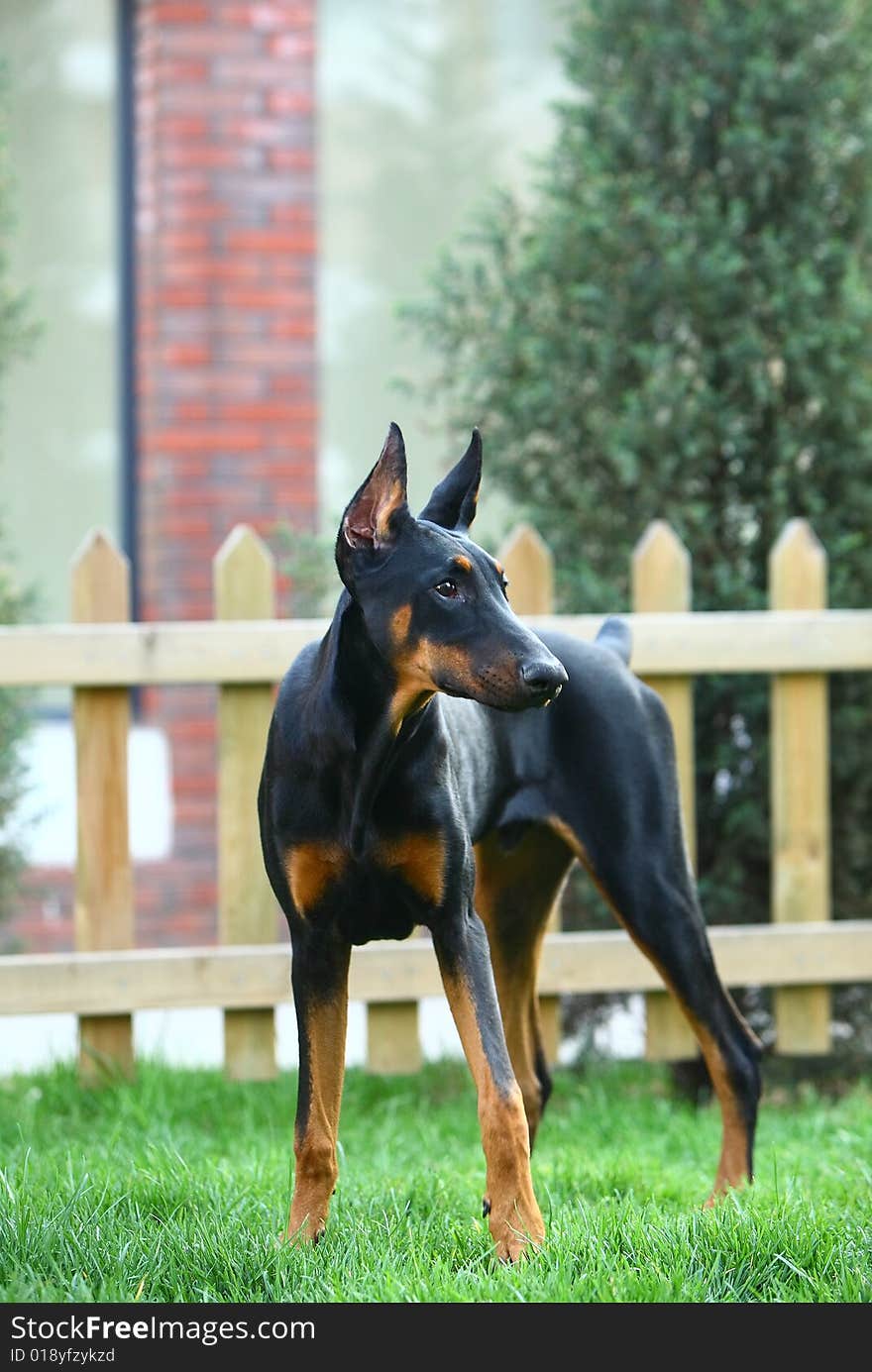 Doberman dog