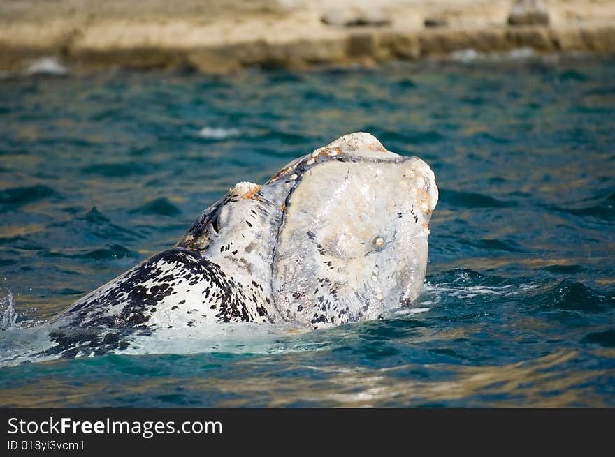 White right whale calf.