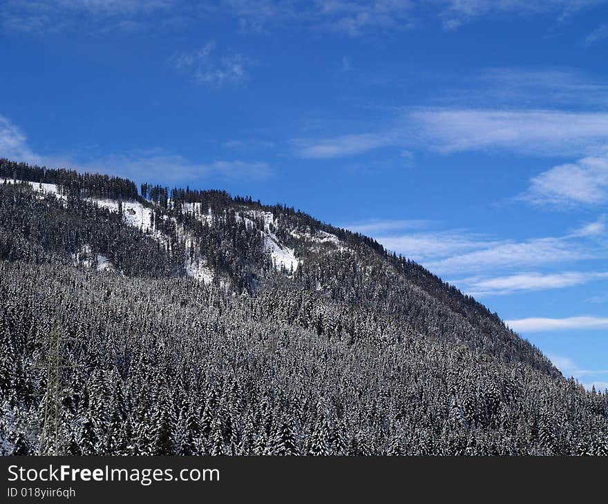 Snowy Trees