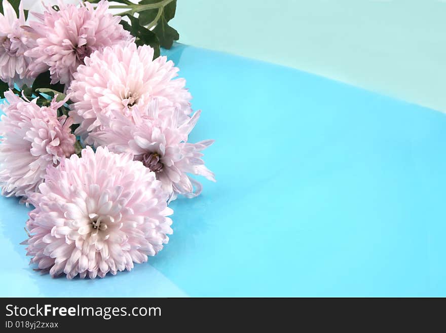 Chrysanthemums