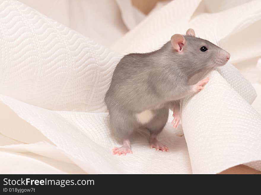 Cute rat