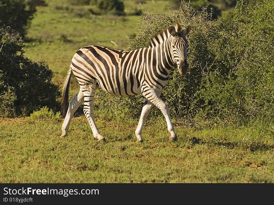 Zebra cover great distances every day. Zebra cover great distances every day