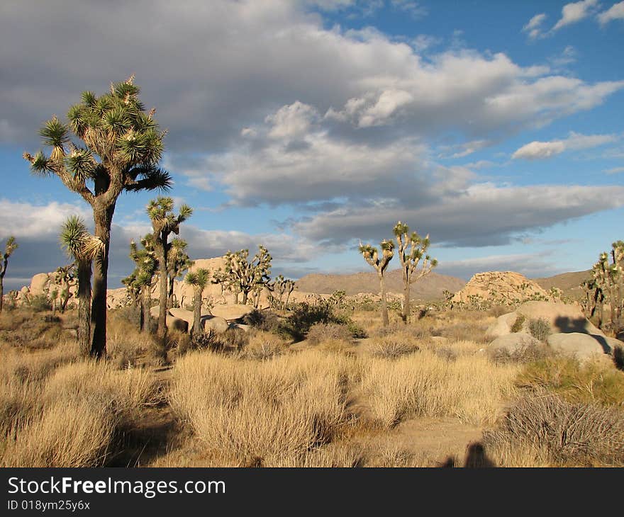 Stuuning otherworldly Joshua Tree 4