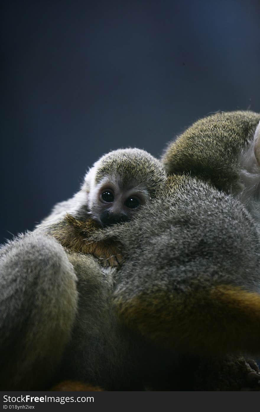 Squirrel monkey baby on the back of his mum