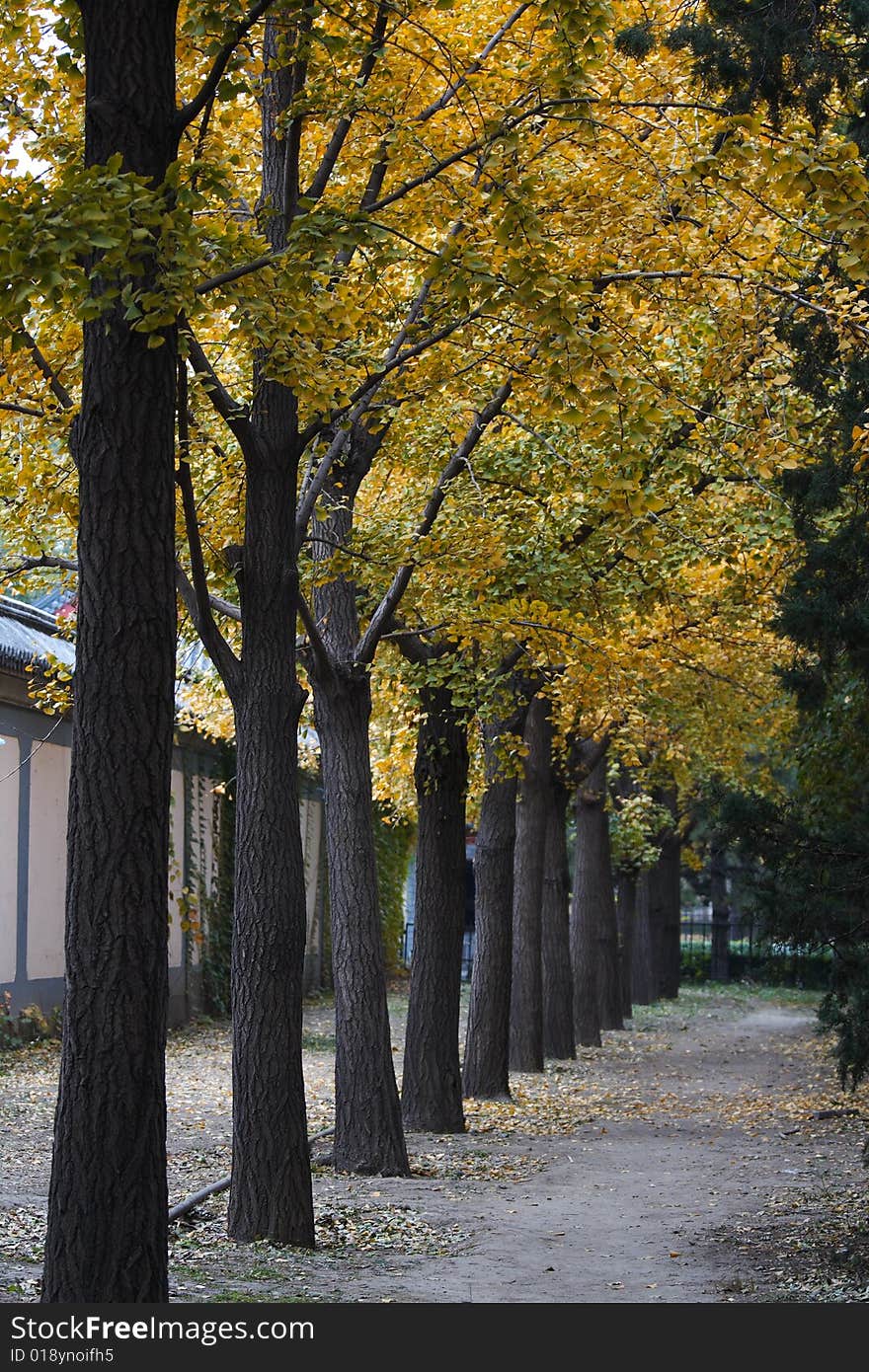 Bright yellow gingko forest in autumn. Bright yellow gingko forest in autumn