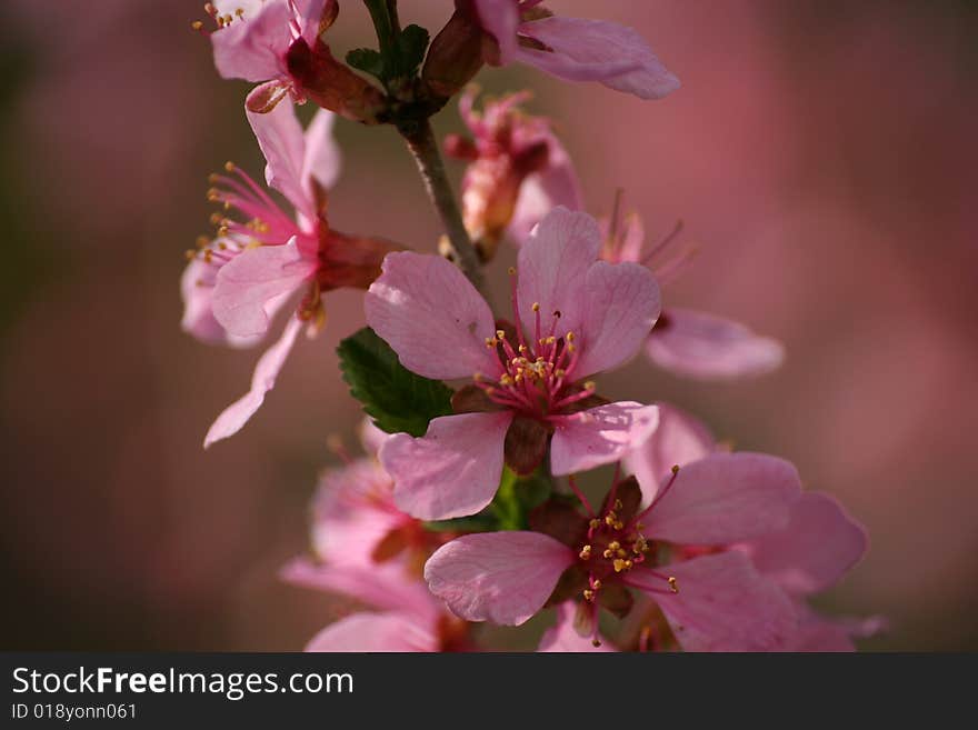 Blooms of Amygdalus