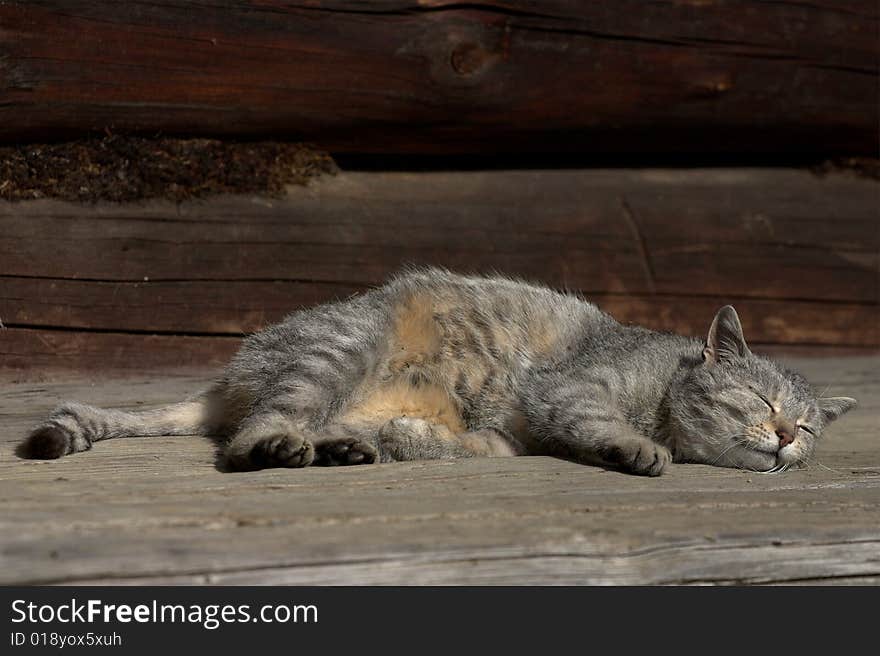 Resting cat