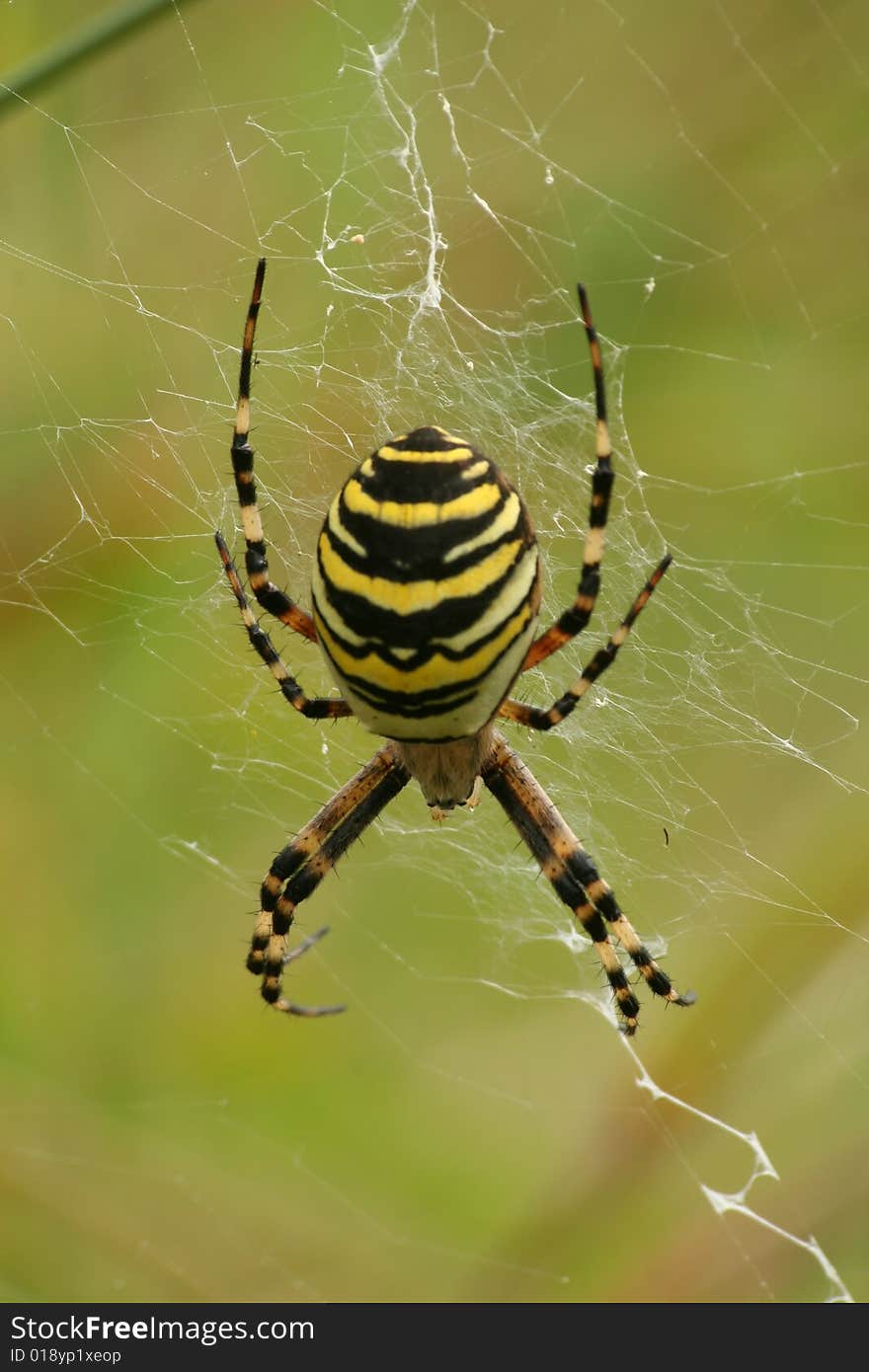 Wasp spider