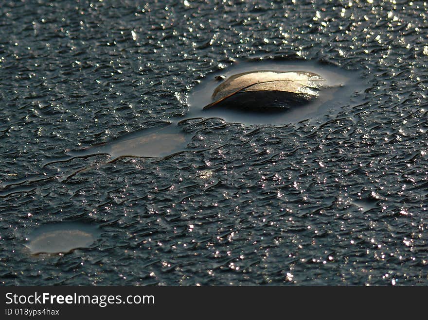 Leaf stay in ice during melt. Leaf stay in ice during melt.