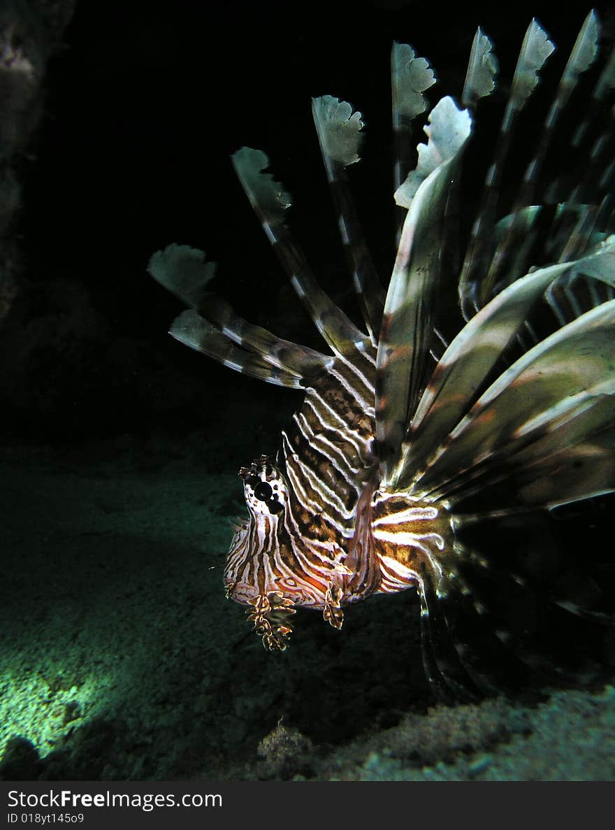 Lion fish, night image. Red sea.