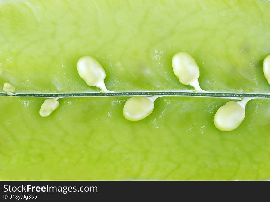 Cute peas in a green pod