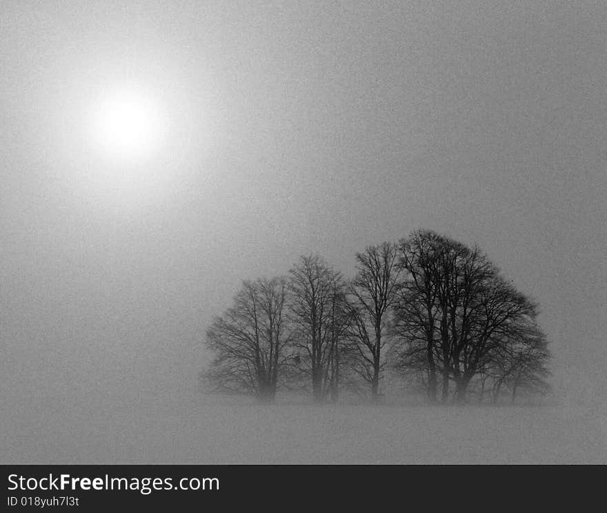 B&W grove in fog with intentional noise