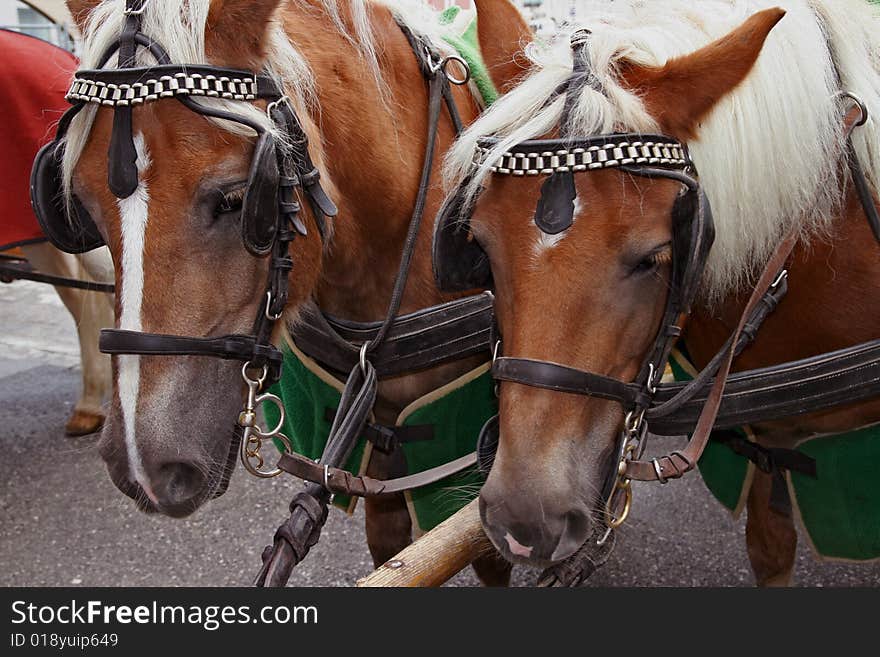 Two golden horses amicable pair on races. Two golden horses amicable pair on races