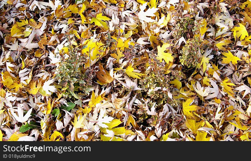 Yellow and Beige Foliage covering some Bushes. Yellow and Beige Foliage covering some Bushes