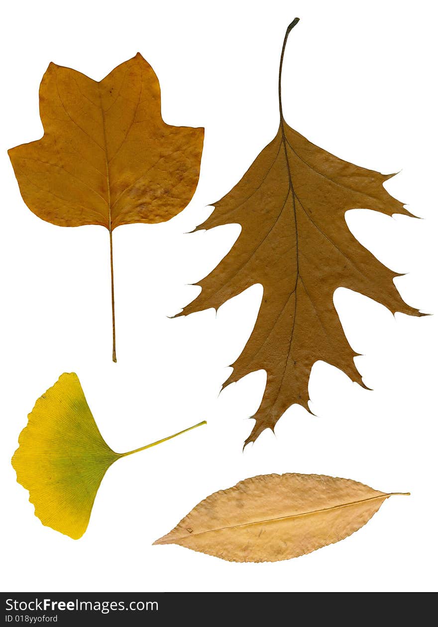 Four autumn leaves dried on white sheet. Four autumn leaves dried on white sheet