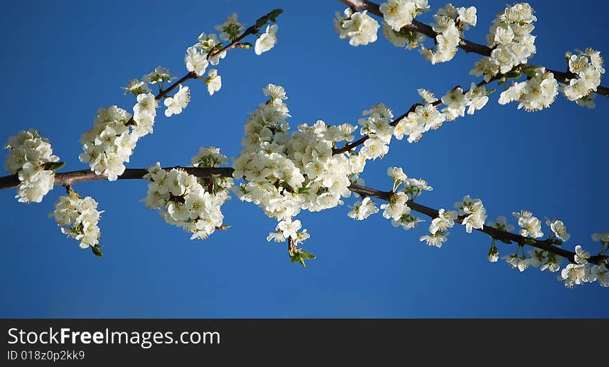 Beautiful white cherry-tree flowers with blue background. Beautiful white cherry-tree flowers with blue background