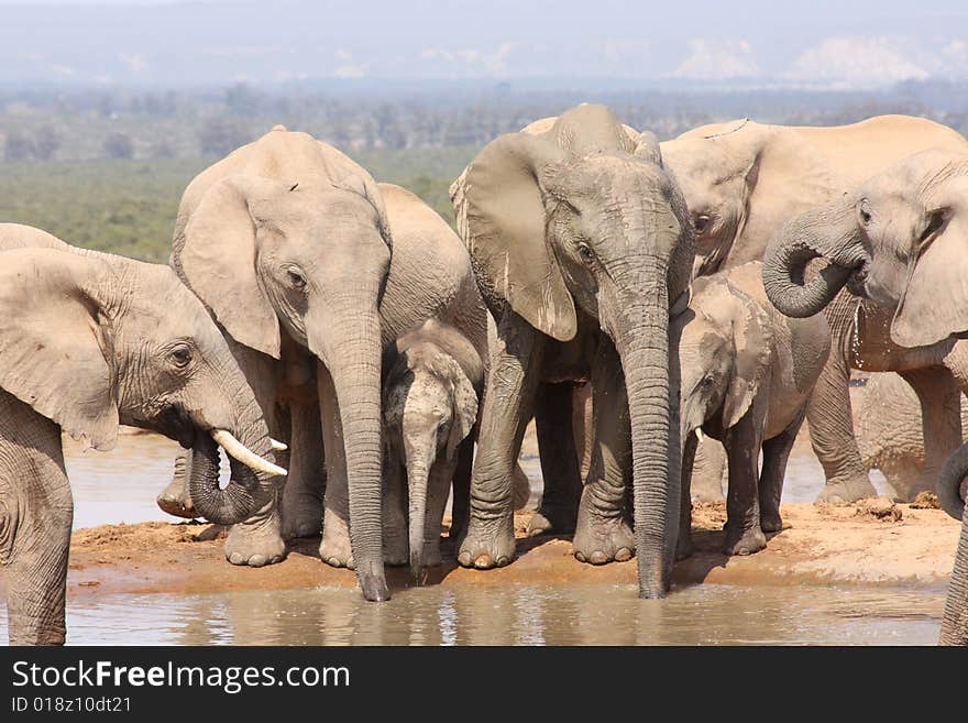 Photo flanked by two elephants