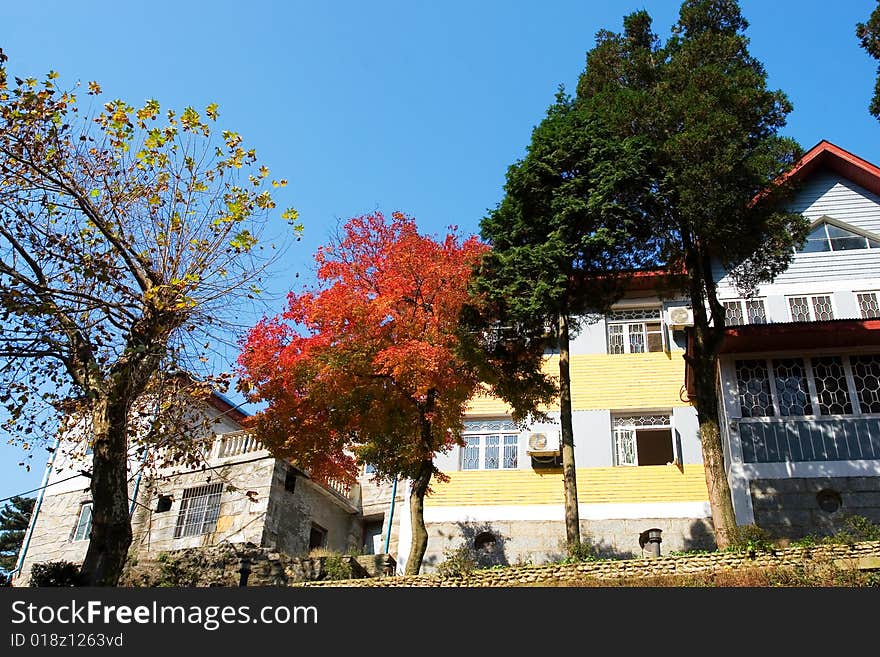 The trees with the blue sky background in aurumn. The trees with the blue sky background in aurumn.