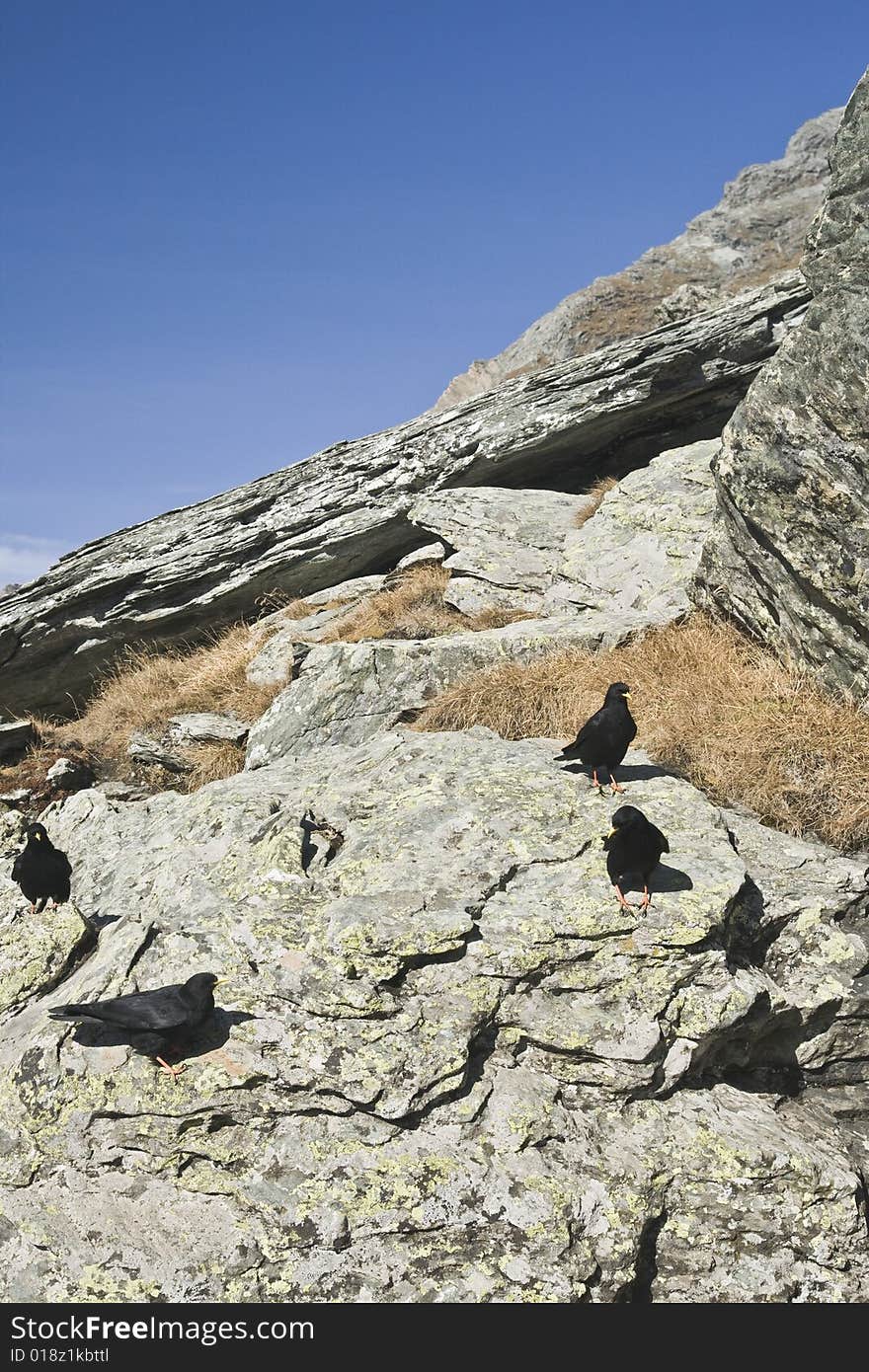 Of the Bird in mountains in the Alpes Austria in the autumn