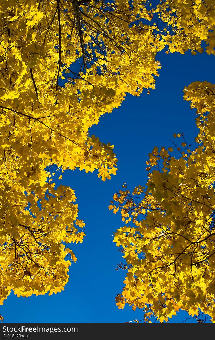 Maple leaves in Kolomenskoye park, Moscow. Maple leaves in Kolomenskoye park, Moscow