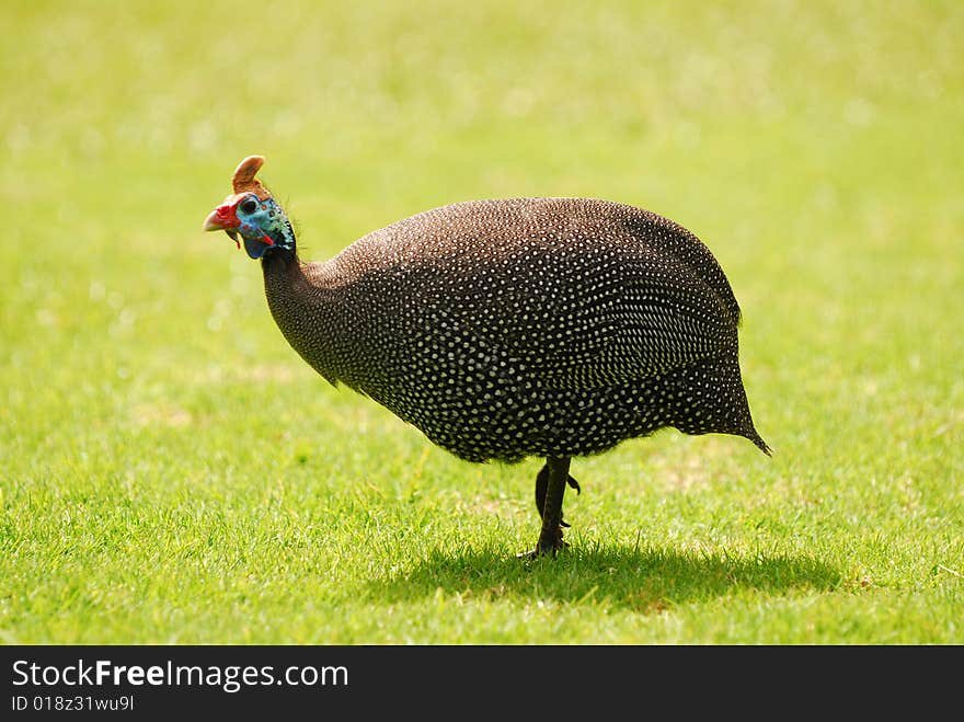 A portrait of an african Guinea Fowl