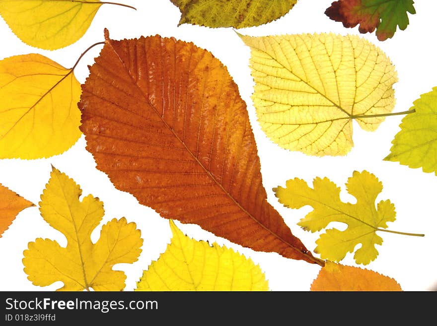 Yellow leaf on a white background