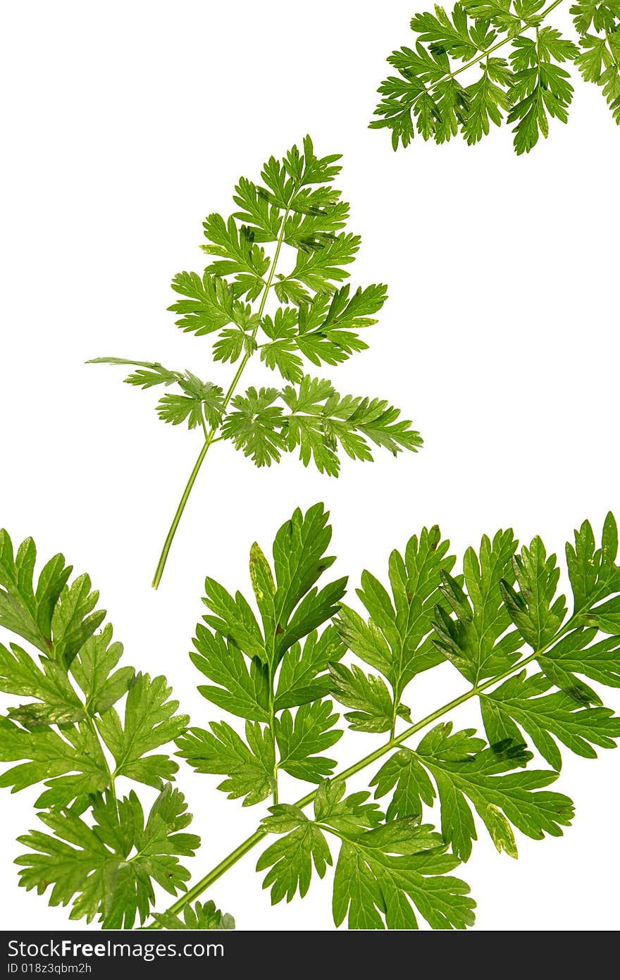 Green  leaf on a white background