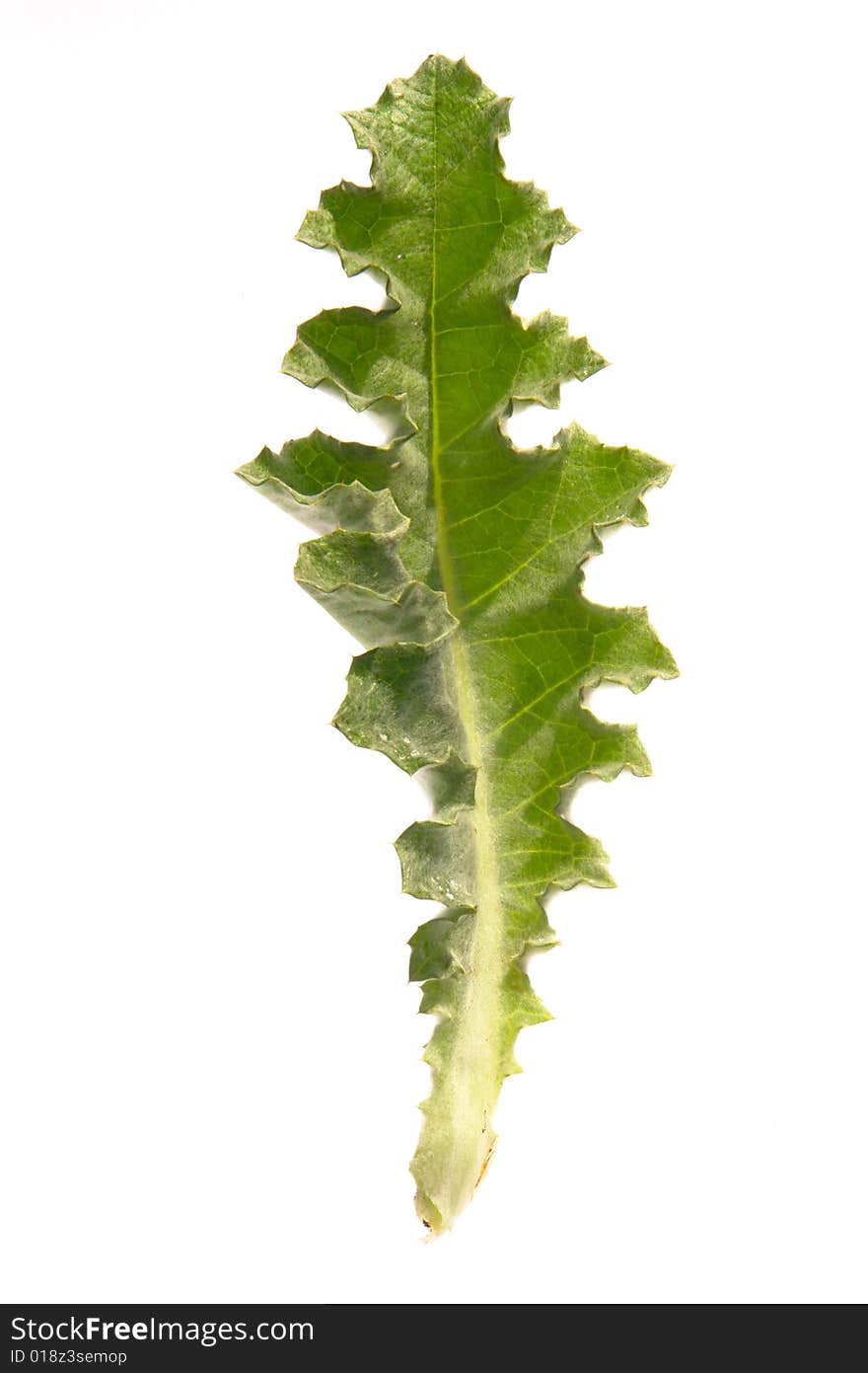 Green  leaf on a white background