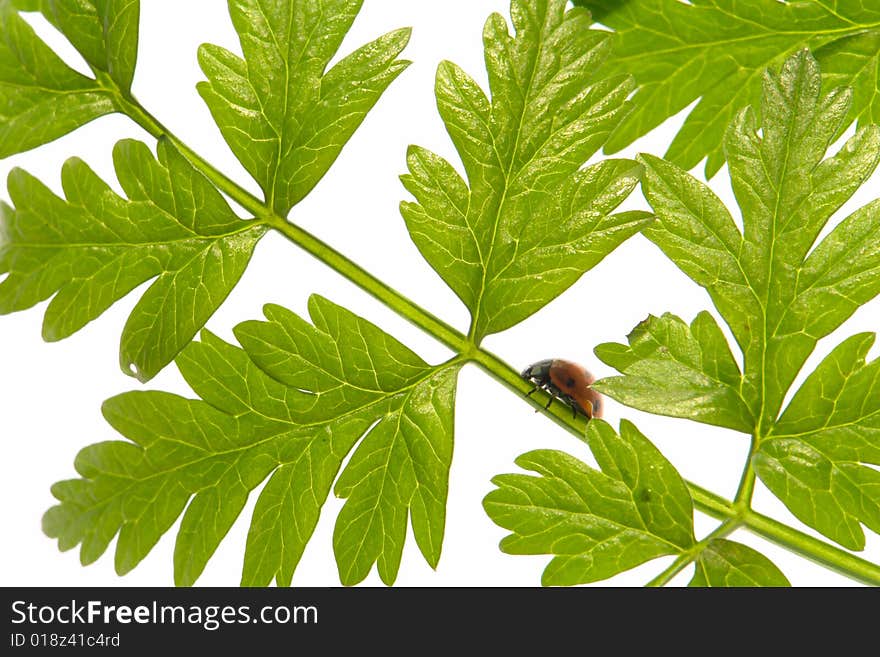 Bug green leaf on a white background