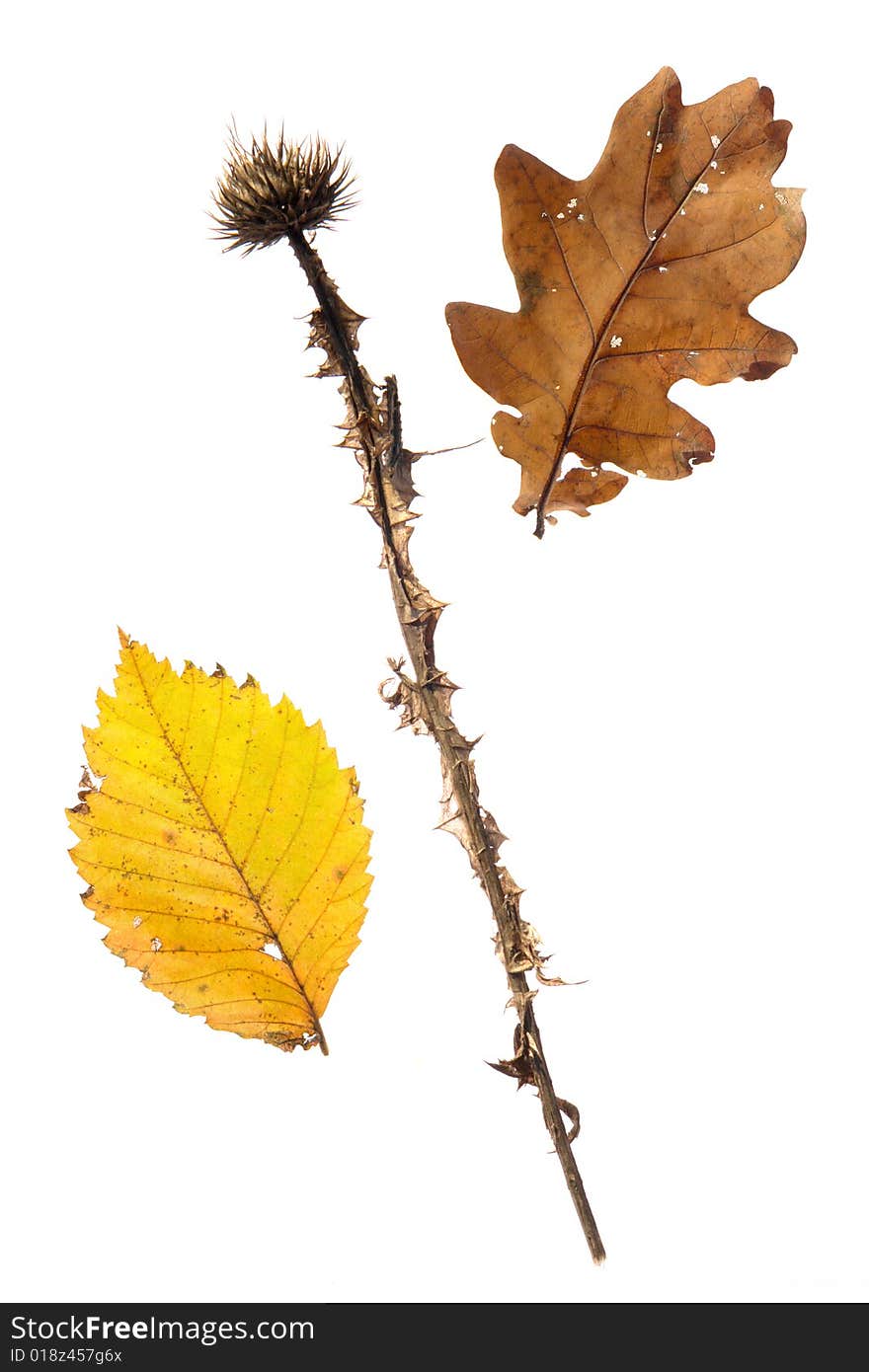 Yellow leaf on a white background