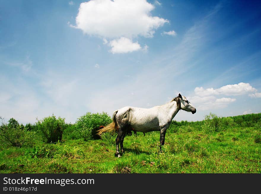 horse in grassland in bashang ,hebei ,china