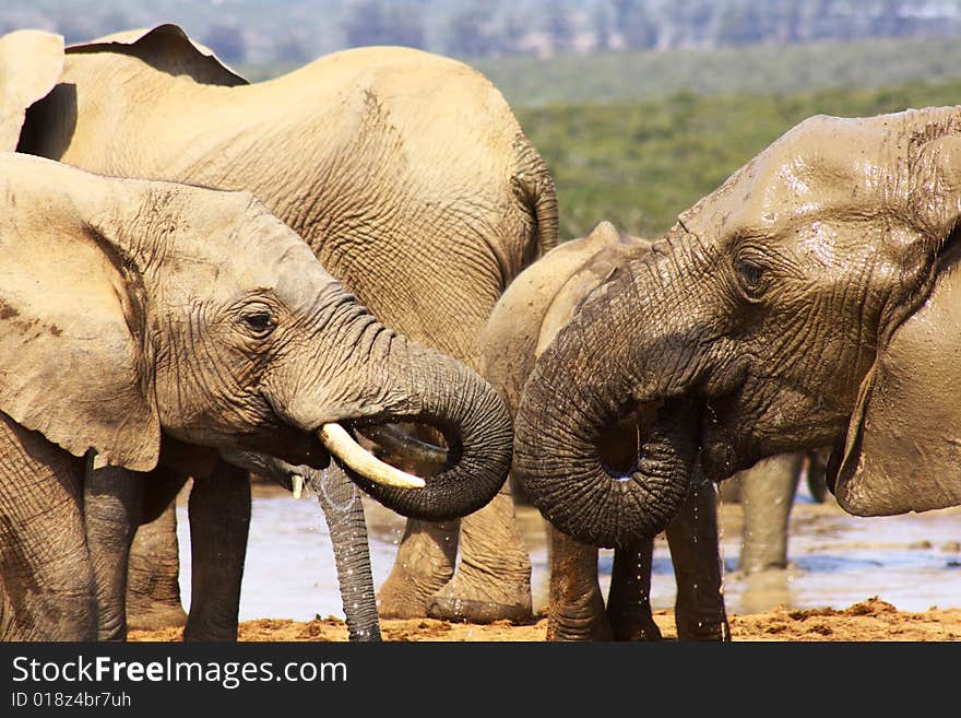 Two elephant trunks