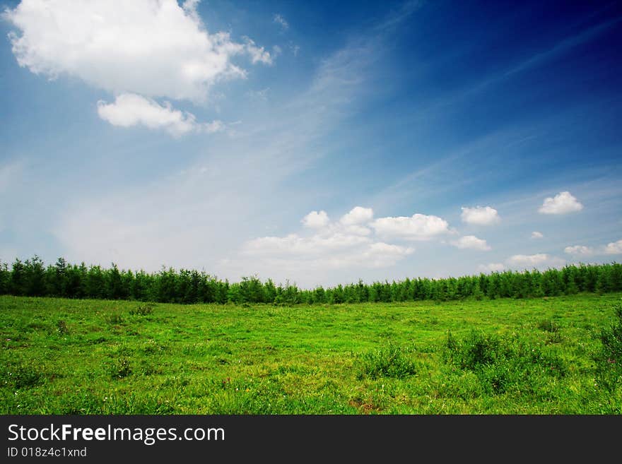 Grassland in bashang,hebei,china