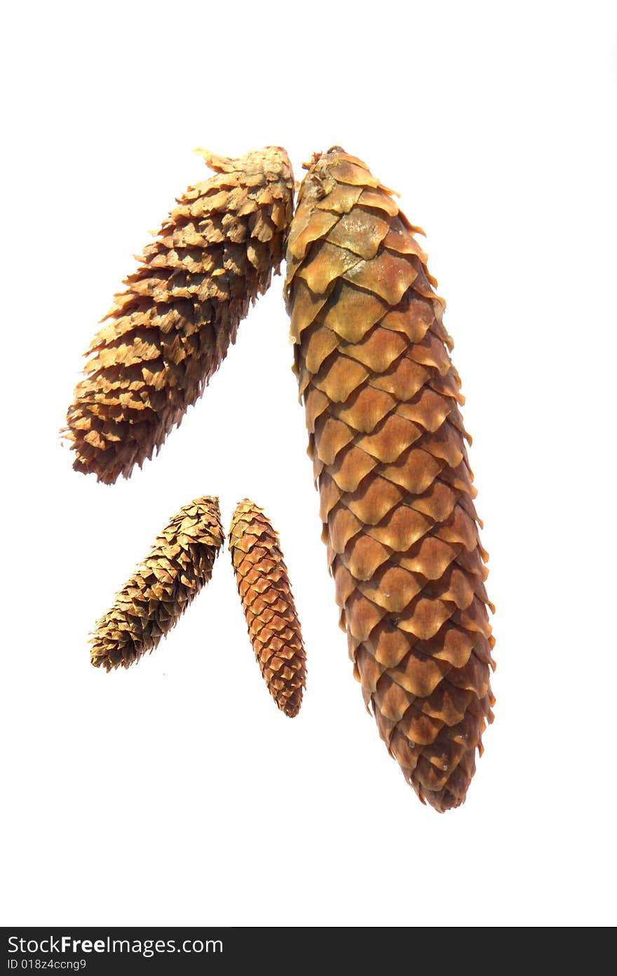 Fir-cone