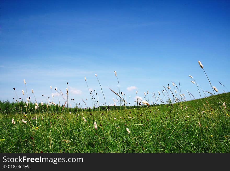 Grassland in bashang,hebei,china