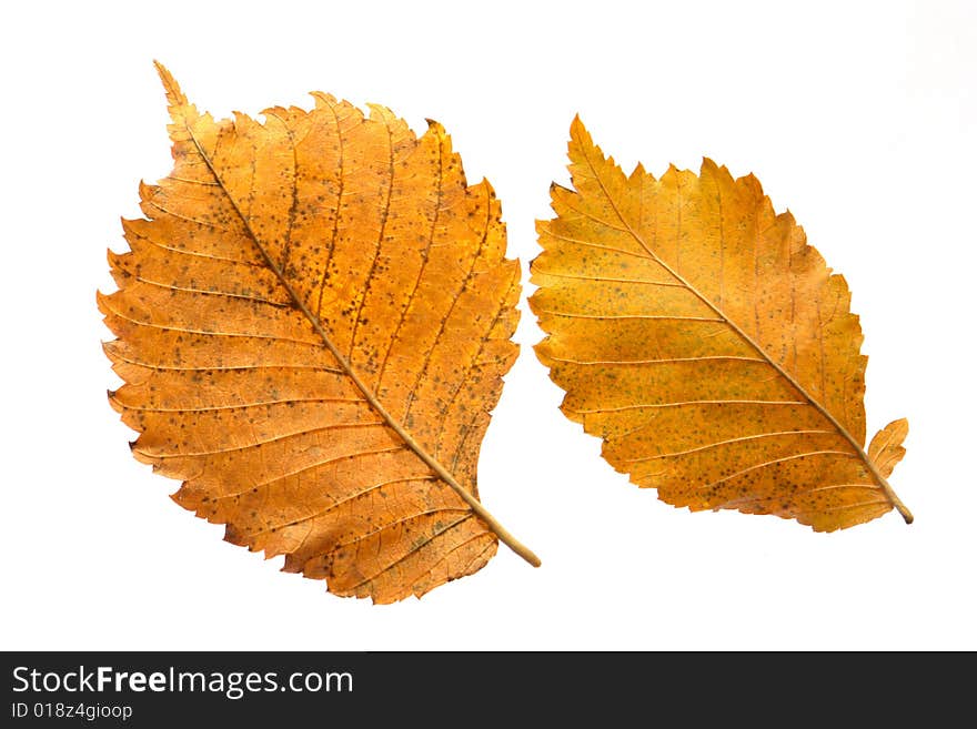 Yellow leaf on a white background