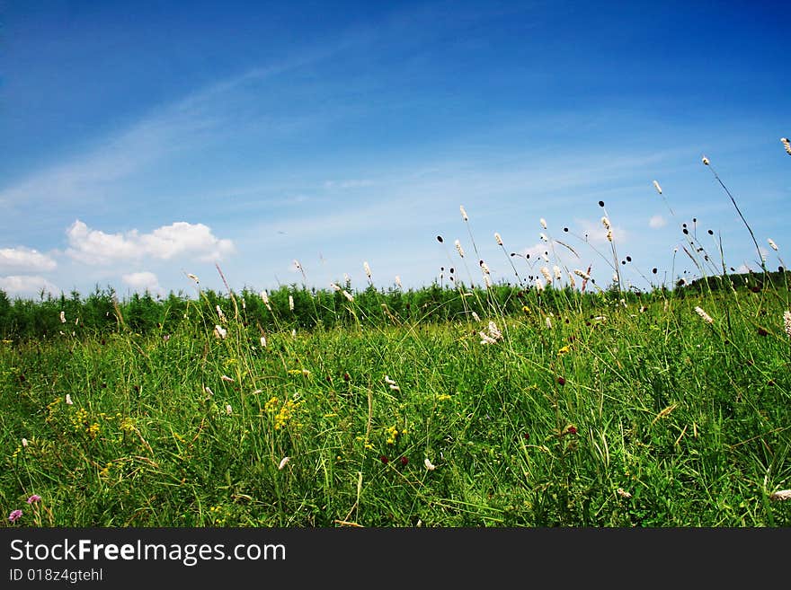 Grassland in bashang,hebei,china